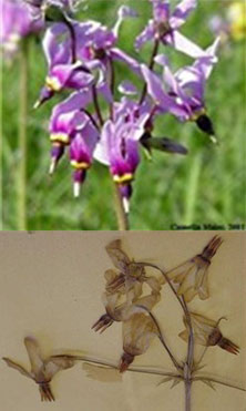 Herbarium Specimens