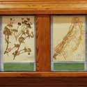 Two Herbs from the TWU Herbarium