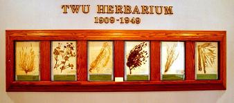 Herbarium Native Plant Specimens