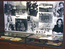 Wasp exhibit