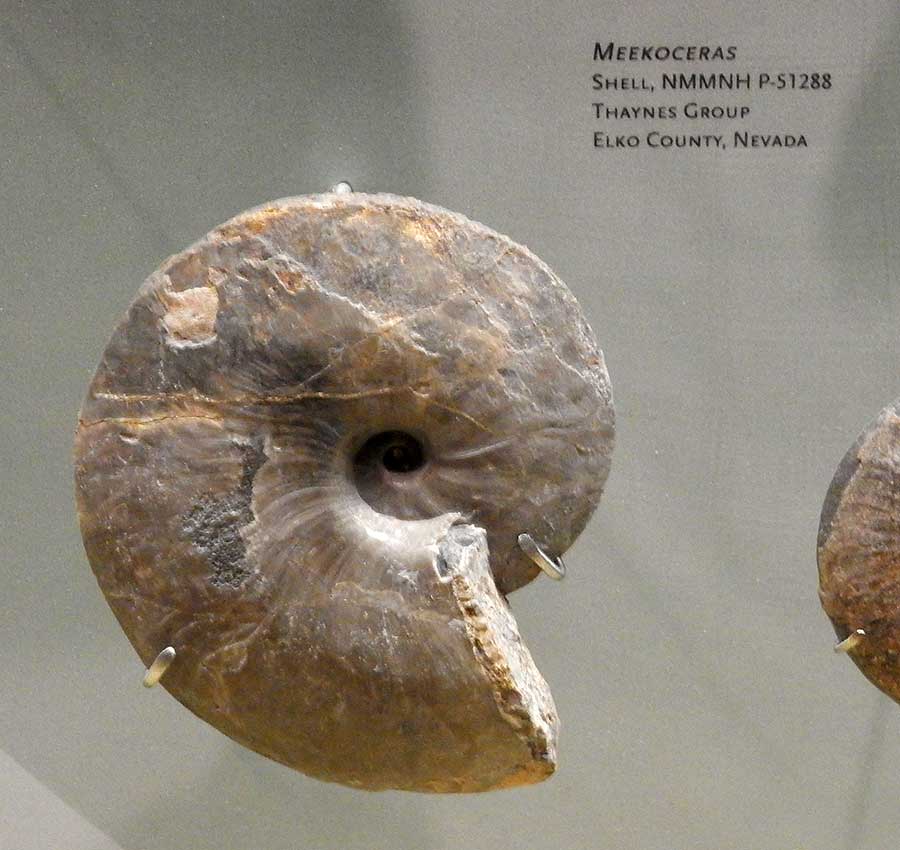 Meekoceras with a Museum Label That Reads Shell, NMMH P-s1288 Thaynes Group, Elko Country, Nevada