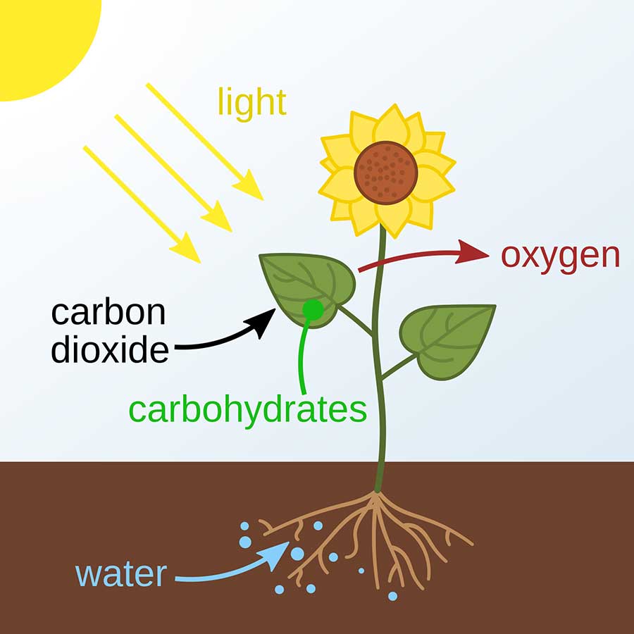 An illustration of basic photosynthesis where an organism converts light to energy