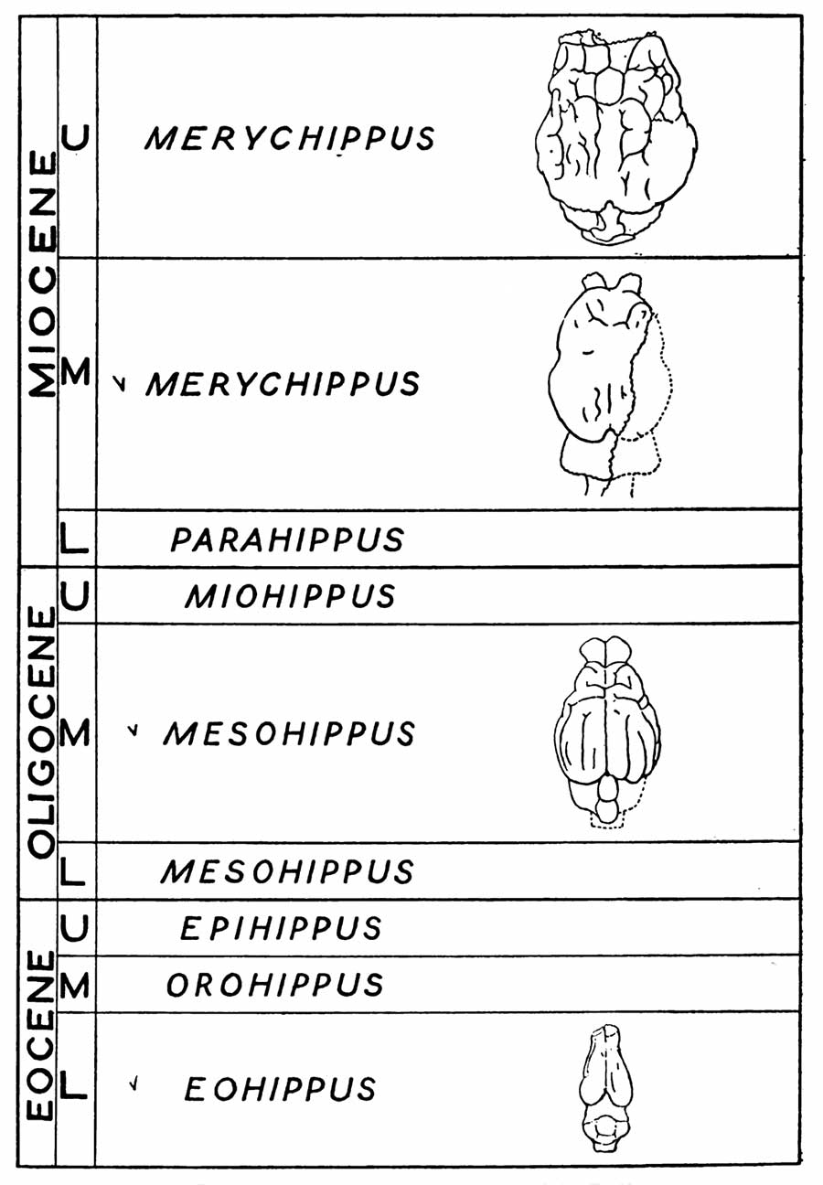 Evolution of the Horse Brain Chart Showing Specimens from Eocene, Oligocene, and Miocene