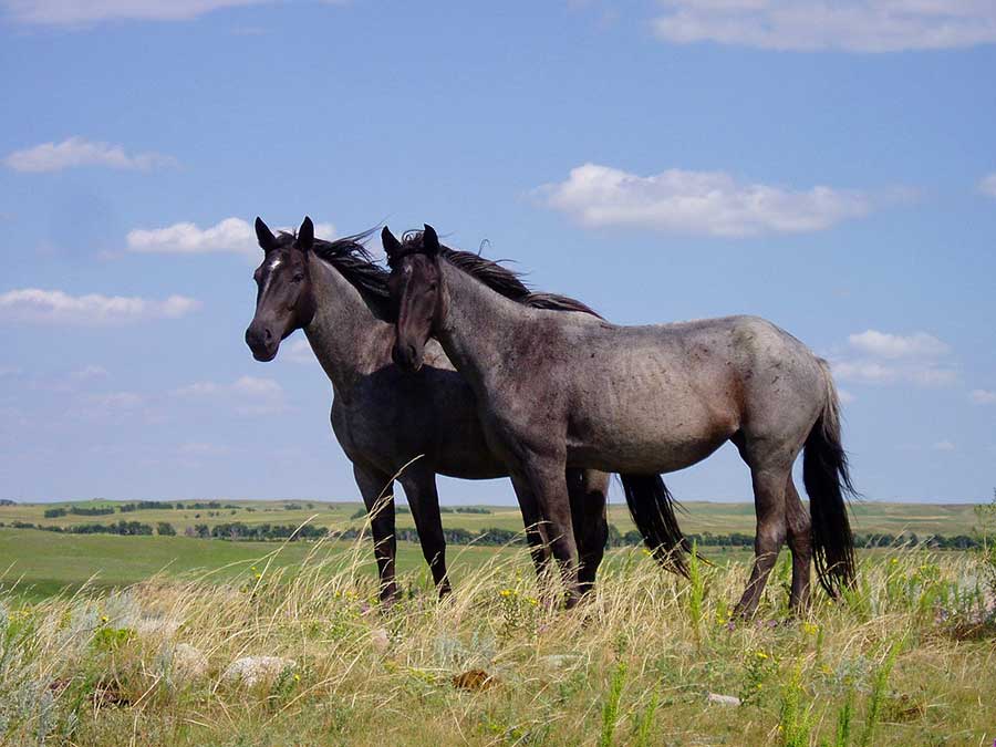 2 Horses Standing in a Field