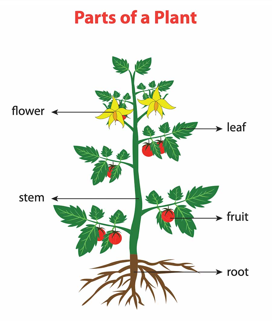 An Illustration of Parts of a Plant Showing Flower, Leaf, Stem, Fruit, and Root