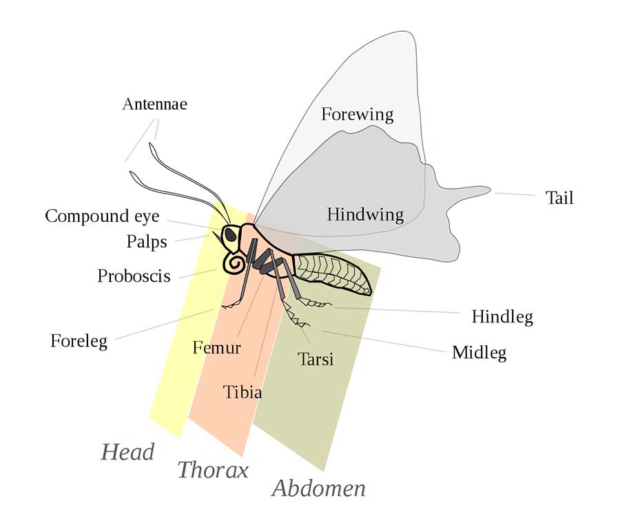 Parts of an Adult Butterfly Including Femur, Tibia, Tarsi, Antennae, Wings, Tail, Legs, Proboscis, Palps, and Eye