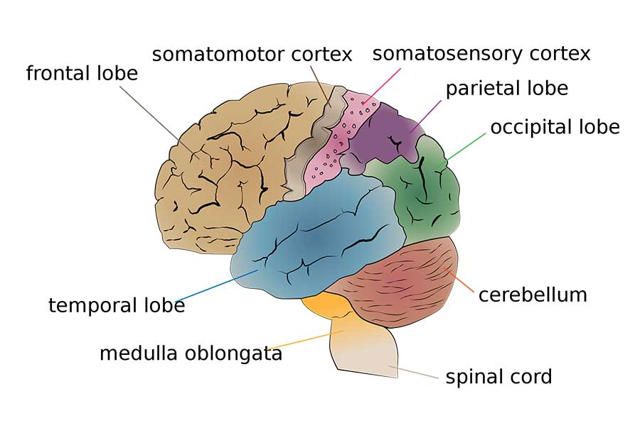 Parts of the Brain: Frontal Lobe, Somatomotor Cortex, Somatosensory Cortex, Parietal Lobe, Occipital Lobe, Temporal Lobe, Medulla Oblongata, Cerebellum, and Spinal Cord
