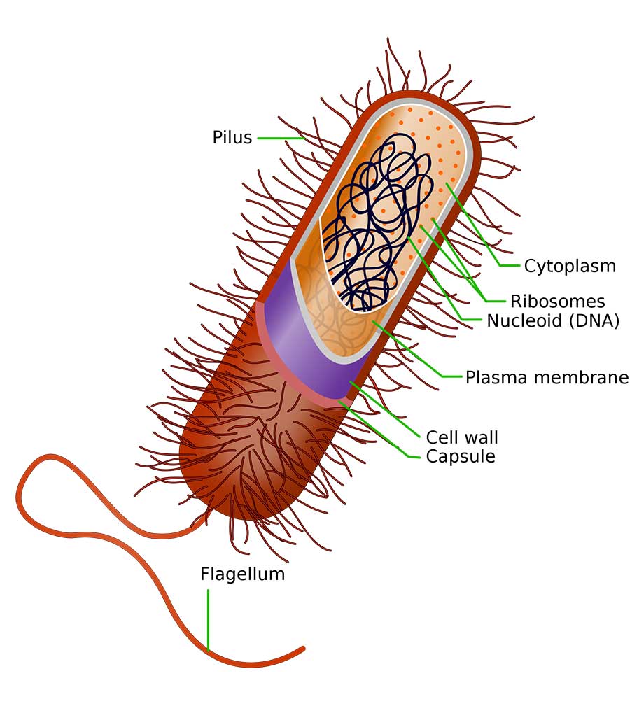 An Illustration of parts of bacteria including Pilus, Cytoplasm, Ribosomes, Plasma Membrane, Cell Wall, and Flagellum