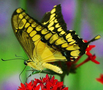 A yellow and black butterfly